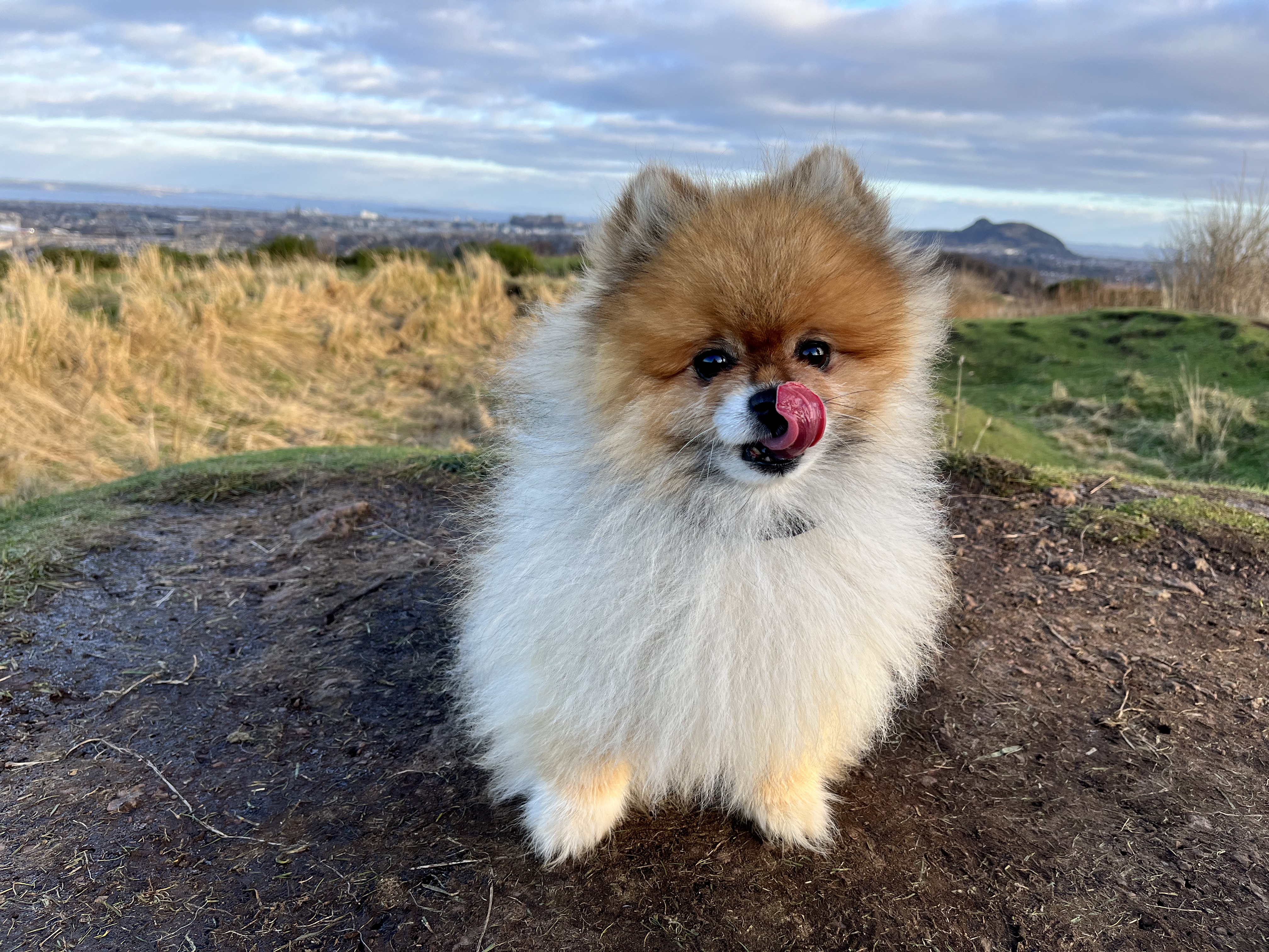 A cute Pomeranian